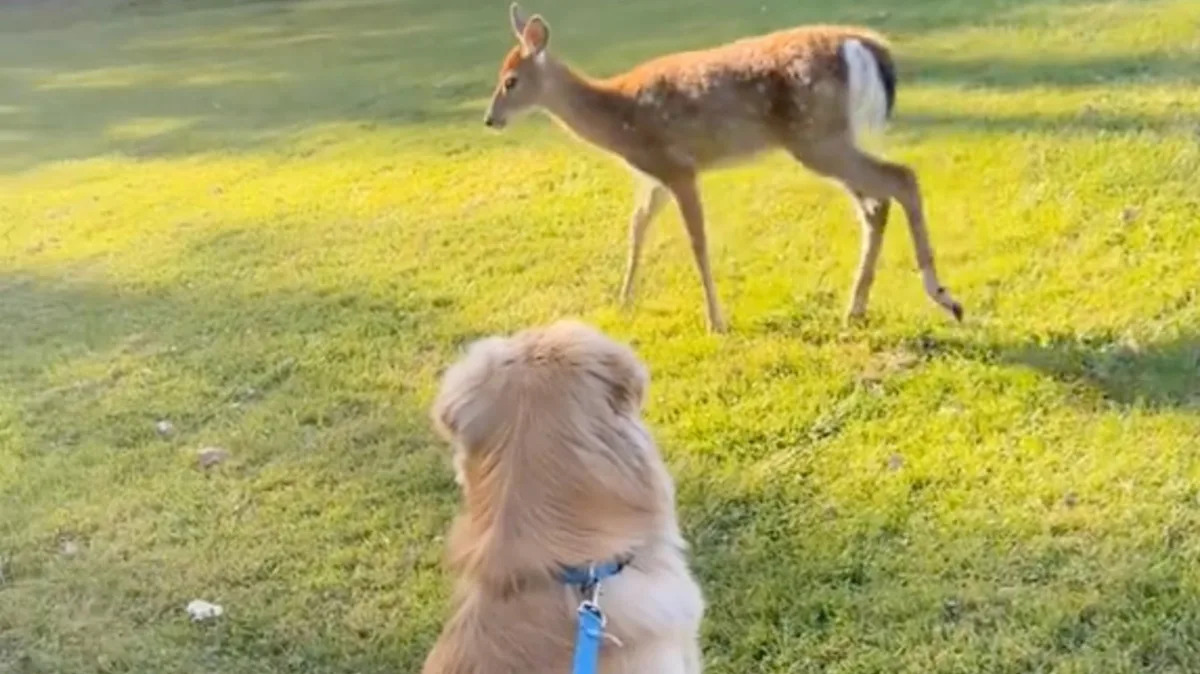 Watch a Golden Retriever’s Hilariously Unexpected Reaction When He Encounters a Deer on His Walk! Watch a Golden Retriever’s Hilariously Unexpected Reaction When He Encounters a Deer on His Walk!