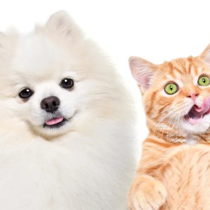 Watch This Orange Cat’s Hilarious Reaction to a Pomeranian’s Zoomies – A Must-See Sibling Showdown! Watch This Orange Cat’s Hilarious Reaction to a Pomeranian’s Zoomies – A Must-See Sibling Showdown!