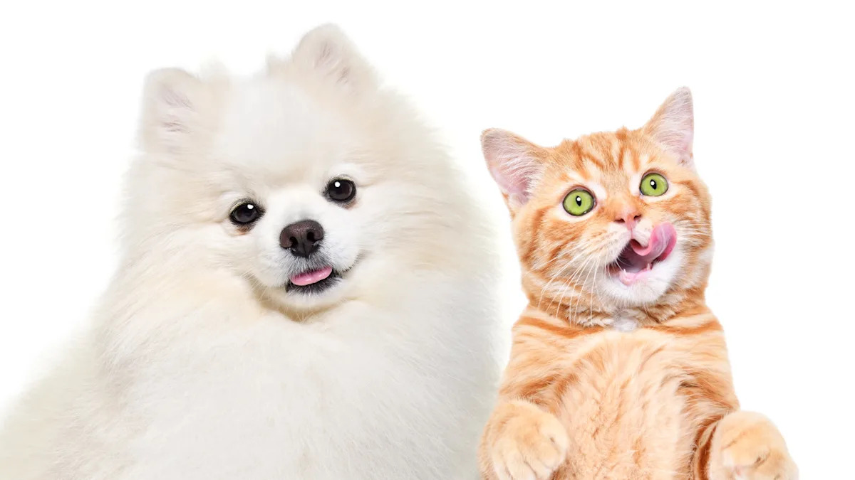 Watch This Orange Cat’s Hilarious Reaction to a Pomeranian’s Zoomies – A Must-See Sibling Showdown! Watch This Orange Cat’s Hilarious Reaction to a Pomeranian’s Zoomies – A Must-See Sibling Showdown!