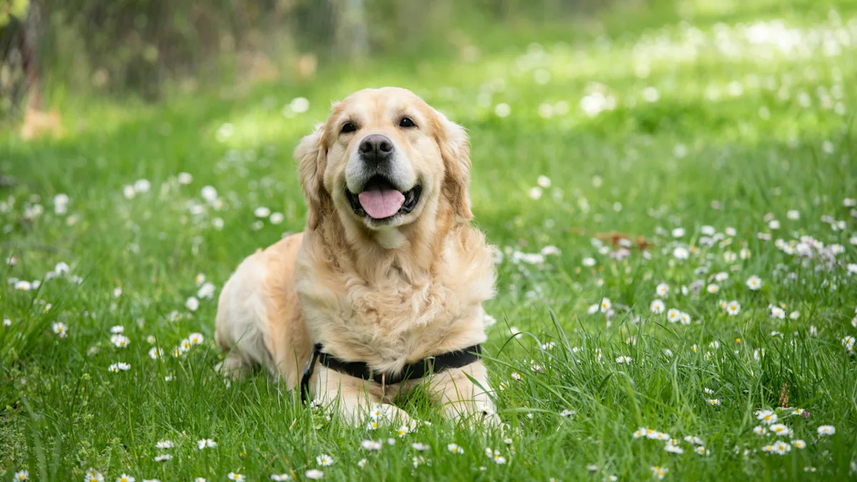 Meet the Polite Golden Retriever: The Perfect Gentleman Who Sits for Deer on Walks! Meet the Polite Golden Retriever: The Perfect Gentleman Who Sits for Deer on Walks!