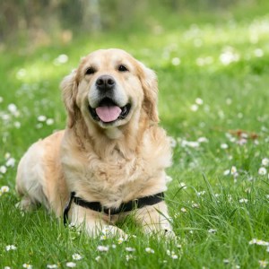 Meet the Polite Golden Retriever: The Perfect Gentleman Who Sits for Deer on Walks! Meet the Polite Golden Retriever: The Perfect Gentleman Who Sits for Deer on Walks!
