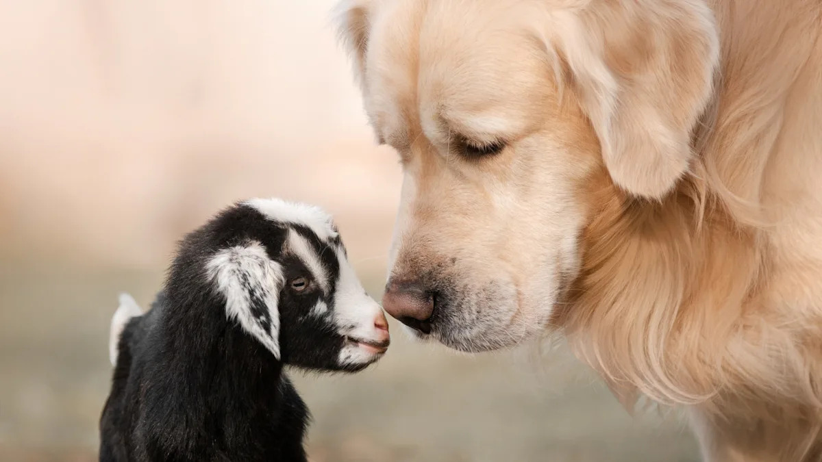 Adorable Baby Goat Snuggles into Matching Springer’s Coat – A Heartwarming Moment! Adorable Baby Goat Snuggles into Matching Springer’s Coat – A Heartwarming Moment!