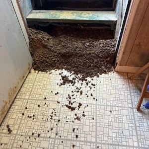 Beware of These Unwelcome Guests in Your Garden This Halloween! Beware of These Unwelcome Guests in Your Garden This Halloween!