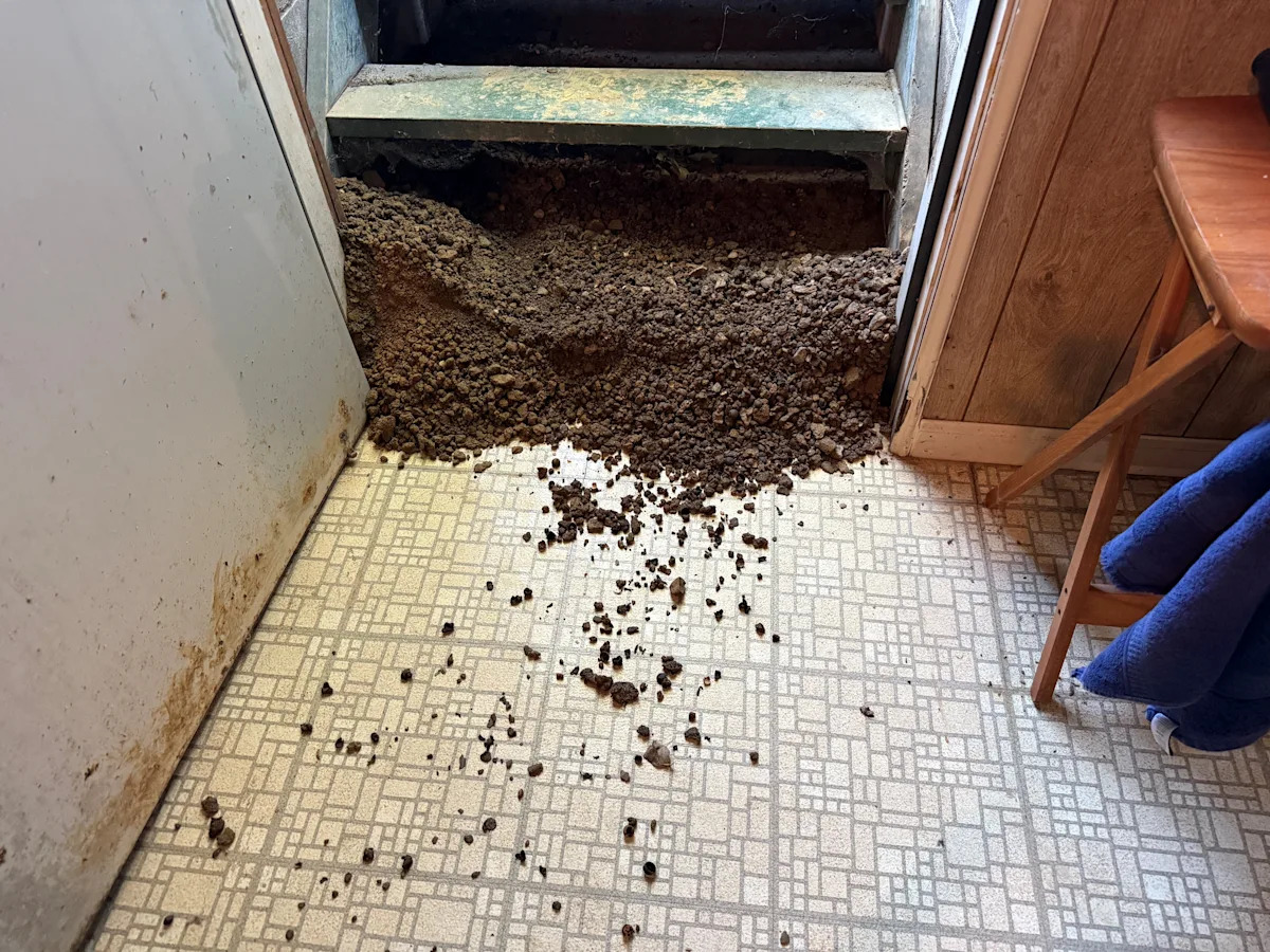 Beware of These Unwelcome Guests in Your Garden This Halloween! Beware of These Unwelcome Guests in Your Garden This Halloween!