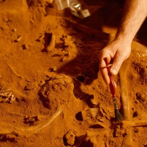 Unlocking the Past: Scientists Discover a 520-Million-Year-Old Fossil with Remarkably Preserved Brain and Organs Unlocking the Past: Scientists Discover a 520-Million-Year-Old Fossil with Remarkably Preserved Brain and Organs