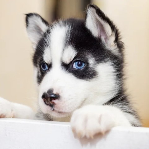 Watch a Spirited New Puppy Turn a Husky’s Life Into Pure Comedy – Hilarious Video Inside! Watch a Spirited New Puppy Turn a Husky’s Life Into Pure Comedy – Hilarious Video Inside!