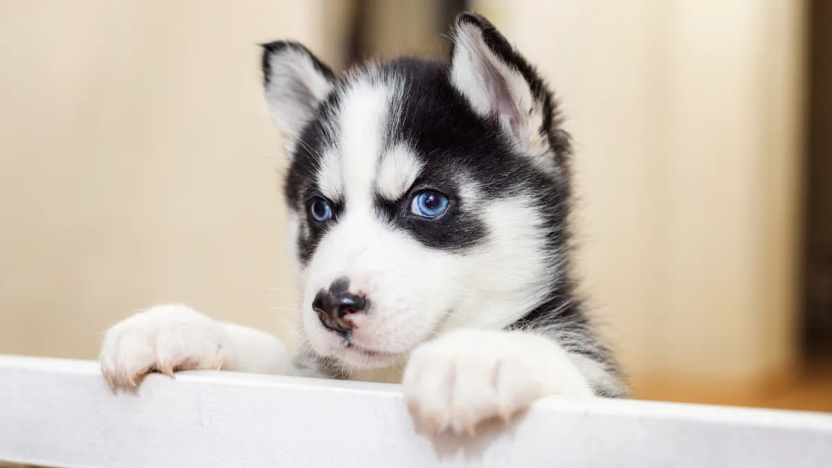 Watch a Spirited New Puppy Turn a Husky’s Life Into Pure Comedy – Hilarious Video Inside! Watch a Spirited New Puppy Turn a Husky’s Life Into Pure Comedy – Hilarious Video Inside!