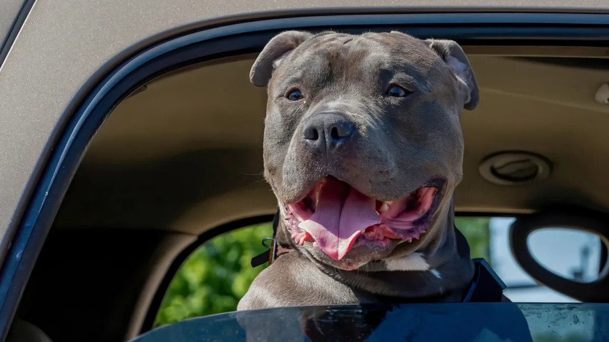 Heartwarming Reunion: Watch This American Bully’s Adorable Airport Surprise for Grandma! Heartwarming Reunion: Watch This American Bully’s Adorable Airport Surprise for Grandma!