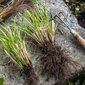 11 Perennial Plants to Avoid Dividing This Fall: Essential Tips for Gardeners 11 Perennial Plants to Avoid Dividing This Fall: Essential Tips for Gardeners