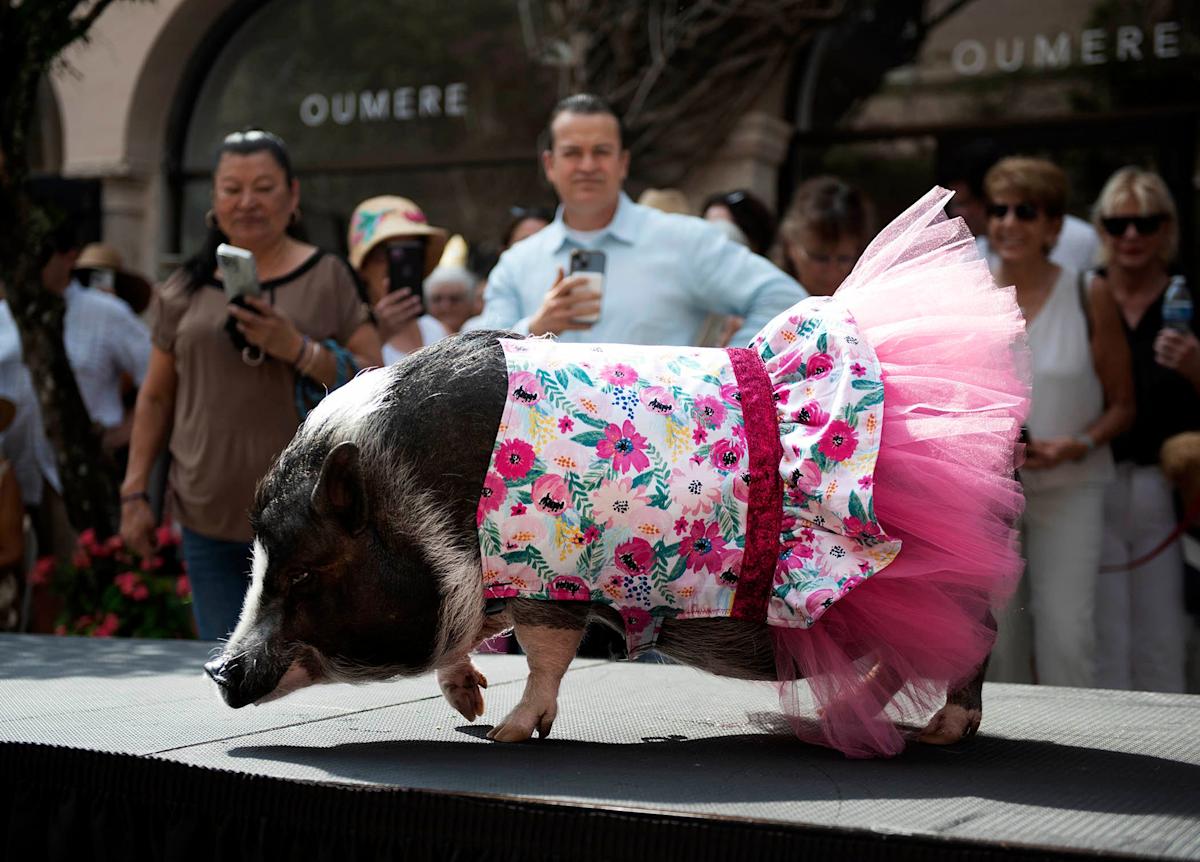 Join the Fun: 32nd Annual Worth Avenue Pet Parade & Costume Contest Kicks Off This Saturday! Join the Fun: 32nd Annual Worth Avenue Pet Parade & Costume Contest Kicks Off This Saturday!