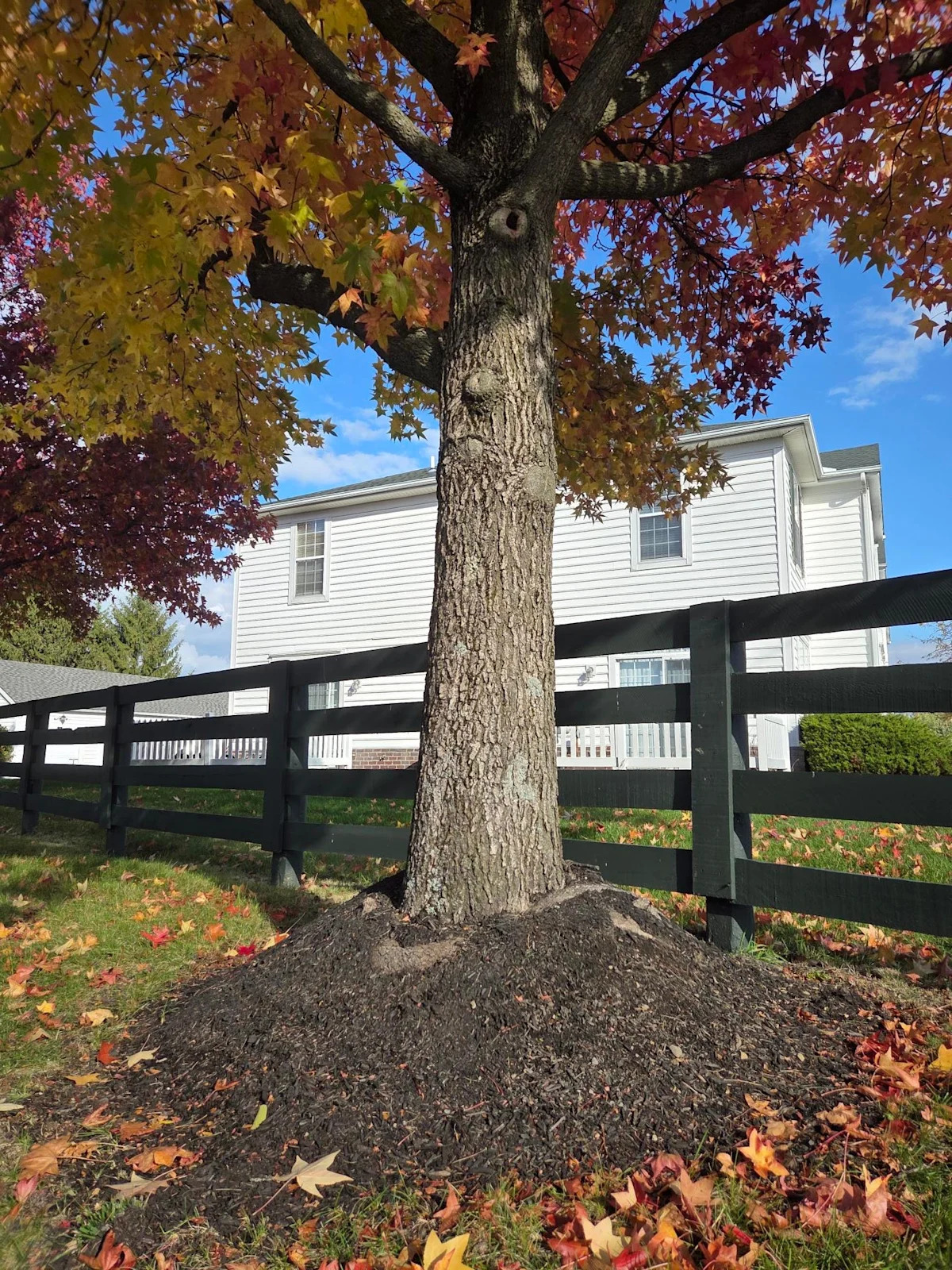 Protect Your Trees and Shrubs: Discover How to Avoid ‘Volcano Mulching’ for Vibrant and Healthy Plants Protect Your Trees and Shrubs: Discover How to Avoid ‘Volcano Mulching’ for Vibrant and Healthy Plants