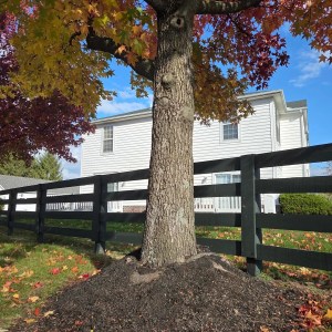 Protect Your Trees and Shrubs: Discover How to Avoid ‘Volcano Mulching’ for Vibrant and Healthy Plants Protect Your Trees and Shrubs: Discover How to Avoid ‘Volcano Mulching’ for Vibrant and Healthy Plants