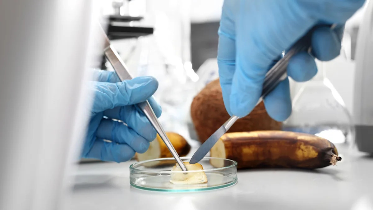 Revolutionary Discovery: How Electrifying Rotting Food Could Transform the Industry Revolutionary Discovery: How Electrifying Rotting Food Could Transform the Industry
