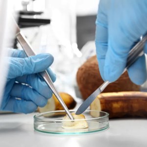 Revolutionary Discovery: How Electrifying Rotting Food Could Transform the Industry Revolutionary Discovery: How Electrifying Rotting Food Could Transform the Industry