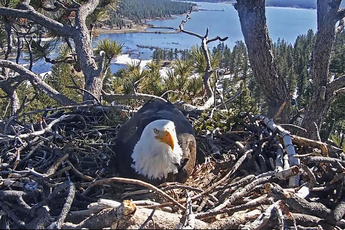 Tragic News: California Eaglet That Vanished from Nest Didn’t Survive the Storm Tragic News: California Eaglet That Vanished from Nest Didn’t Survive the Storm