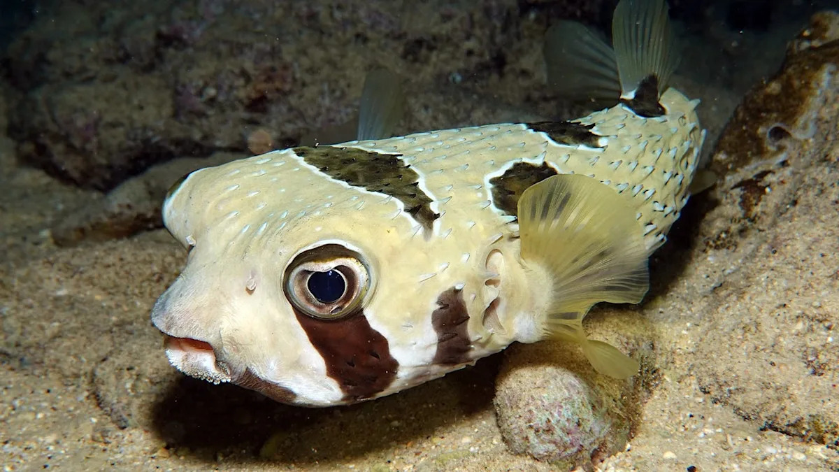 Discover How Fish ‘Fingerprints’ Uncover Species Relocating Due to Climate Change Discover How Fish ‘Fingerprints’ Uncover Species Relocating Due to Climate Change