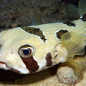 Discover How Fish ‘Fingerprints’ Uncover Species Relocating Due to Climate Change Discover How Fish ‘Fingerprints’ Uncover Species Relocating Due to Climate Change