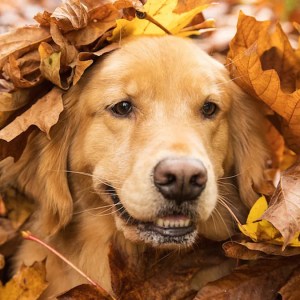 Driver Left Laughing: Golden Retriever’s Hidden Leaf Spot Creates Hilarious Confusion! Driver Left Laughing: Golden Retriever’s Hidden Leaf Spot Creates Hilarious Confusion!