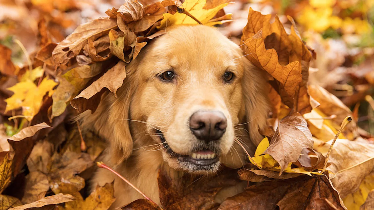 Driver Left Laughing: Golden Retriever’s Hidden Leaf Spot Creates Hilarious Confusion! Driver Left Laughing: Golden Retriever’s Hidden Leaf Spot Creates Hilarious Confusion!