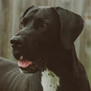 Adorable Great Dane and Tiny Human Sister Share Heartwarming Tag Game: A Perfect Playtime Duo! Adorable Great Dane and Tiny Human Sister Share Heartwarming Tag Game: A Perfect Playtime Duo!