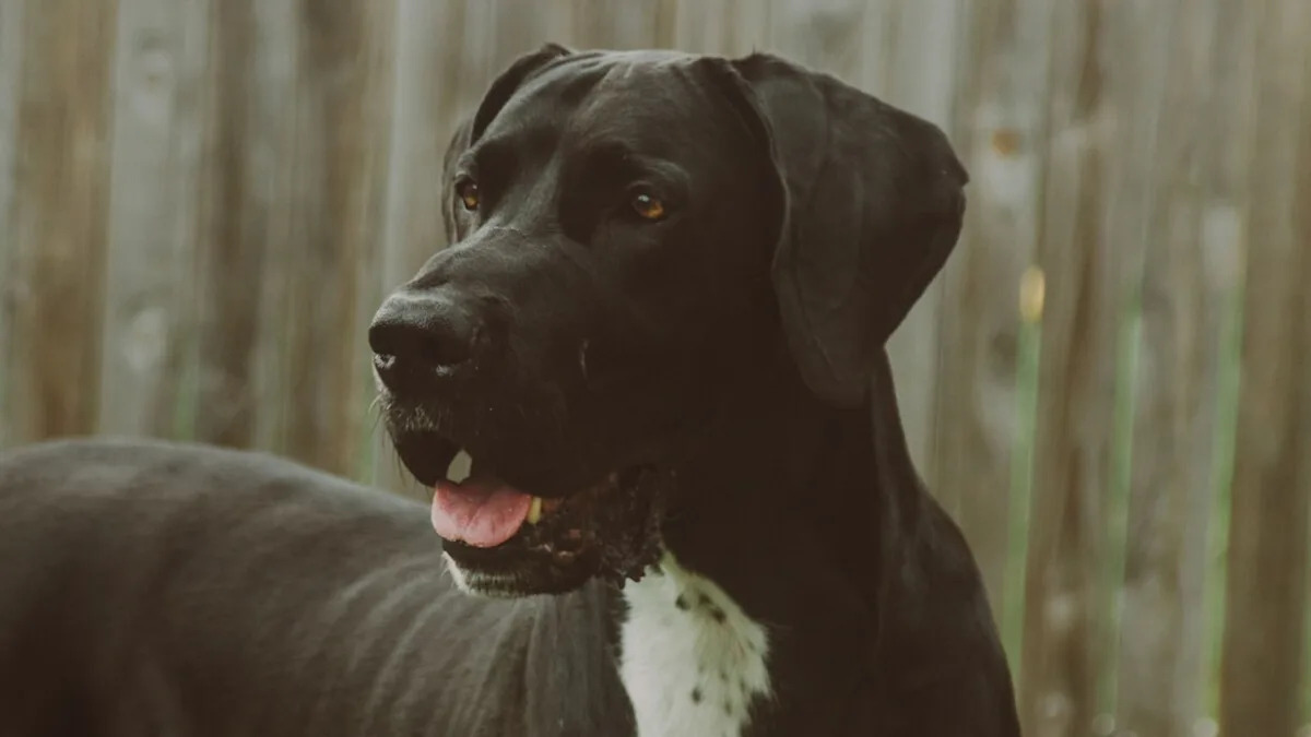 Adorable Great Dane and Tiny Human Sister Share Heartwarming Tag Game: A Perfect Playtime Duo! Adorable Great Dane and Tiny Human Sister Share Heartwarming Tag Game: A Perfect Playtime Duo!