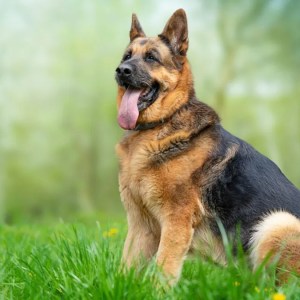 Meet the Adorable German Shepherd Shattering Stereotypes – Prepare for a Cutest Overload! Meet the Adorable German Shepherd Shattering Stereotypes – Prepare for a Cutest Overload!