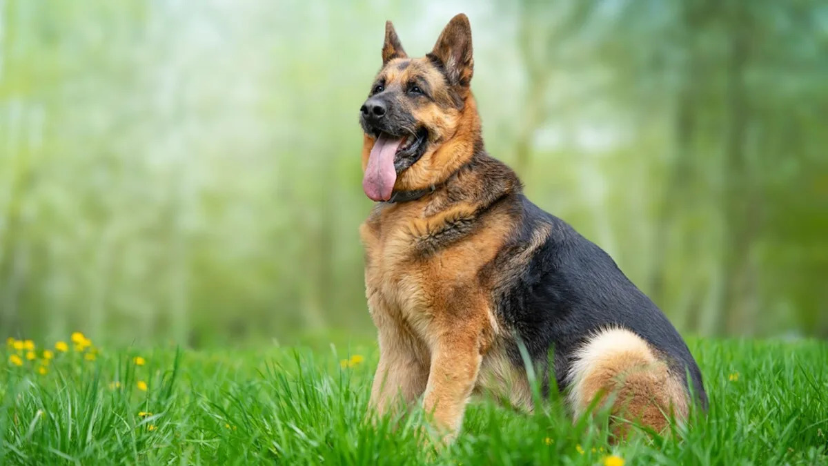 Meet the Adorable German Shepherd Shattering Stereotypes – Prepare for a Cutest Overload! Meet the Adorable German Shepherd Shattering Stereotypes – Prepare for a Cutest Overload!