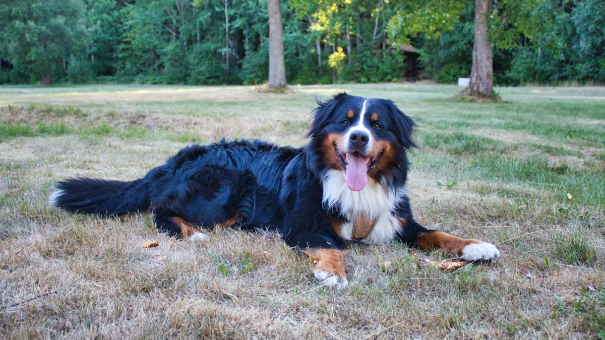 Watch This Bernese Mountain Dog Master the Art of Playing Dead – You Won’t Believe the Tricks! Watch This Bernese Mountain Dog Master the Art of Playing Dead – You Won’t Believe the Tricks!