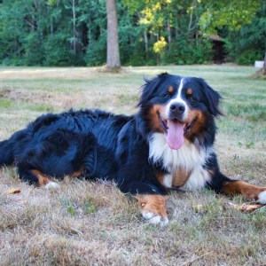 Watch This Bernese Mountain Dog Master the Art of Playing Dead – You Won’t Believe the Tricks! Watch This Bernese Mountain Dog Master the Art of Playing Dead – You Won’t Believe the Tricks!