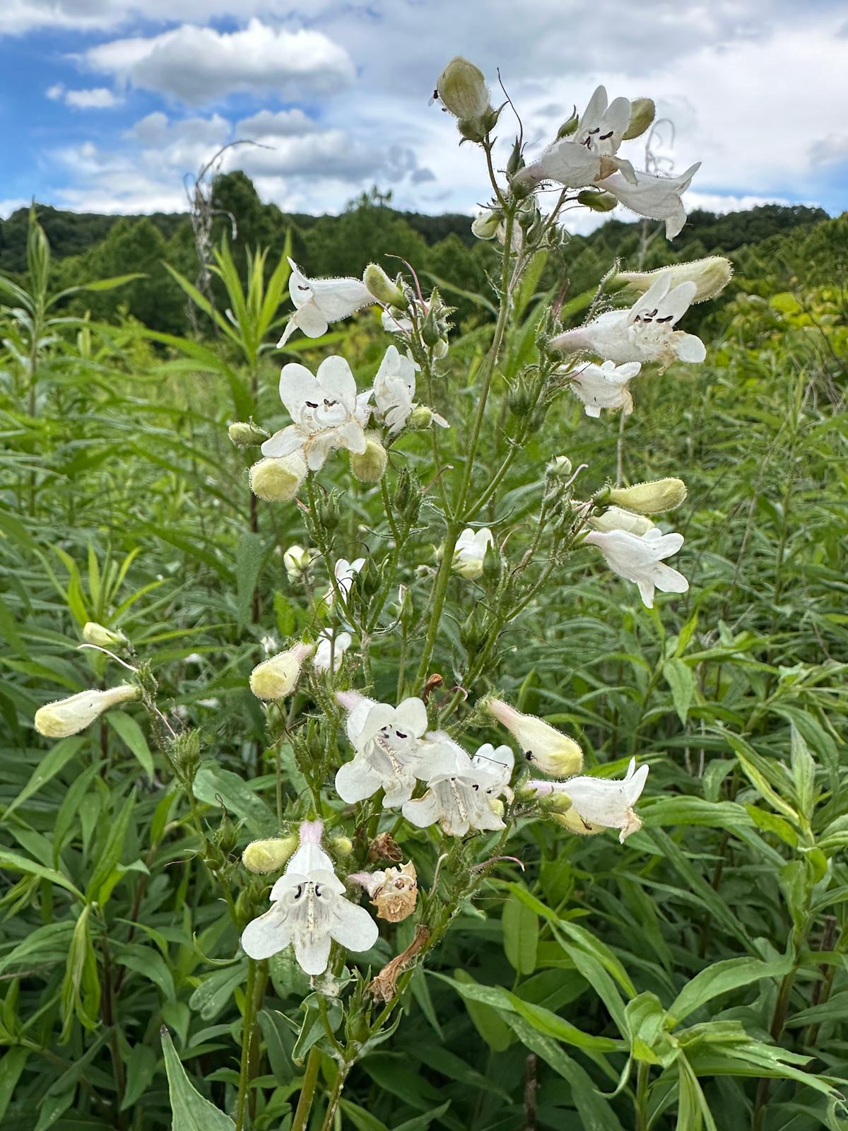 Discover the Benefits of Foxglove Beardtongue: A Native Plant Perfect for Gardeners and Wildlife Enthusiasts Discover the Benefits of Foxglove Beardtongue: A Native Plant Perfect for Gardeners and Wildlife Enthusiasts
