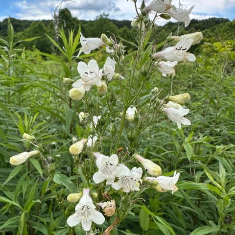 Discover the Benefits of Foxglove Beardtongue: A Native Plant Perfect for Gardeners and Wildlife Enthusiasts Discover the Benefits of Foxglove Beardtongue: A Native Plant Perfect for Gardeners and Wildlife Enthusiasts