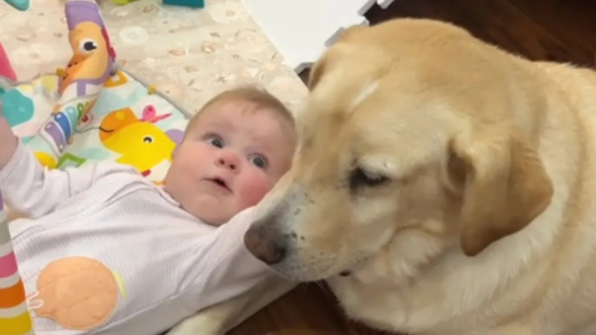 Heartwarming Moment: Sweet Yellow Lab Intently Listens to 8-Month-Old Baby’s ‘Chat’ – Guaranteed to Make You Smile! Heartwarming Moment: Sweet Yellow Lab Intently Listens to 8-Month-Old Baby’s ‘Chat’ – Guaranteed to Make You Smile!