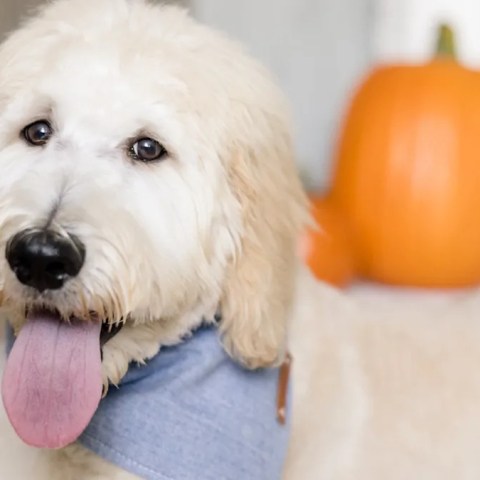 Watch This Talented Dog Groomer Turn an Adorable Poodle into a Spooktacular Skeleton for Halloween! Watch This Talented Dog Groomer Turn an Adorable Poodle into a Spooktacular Skeleton for Halloween!