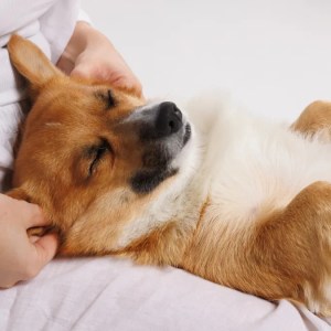 Transform Your Pup’s Relaxation: Discover This Must-Try Dog Massage Routine That Will Have You Booking a Spa Day! Transform Your Pup’s Relaxation: Discover This Must-Try Dog Massage Routine That Will Have You Booking a Spa Day!