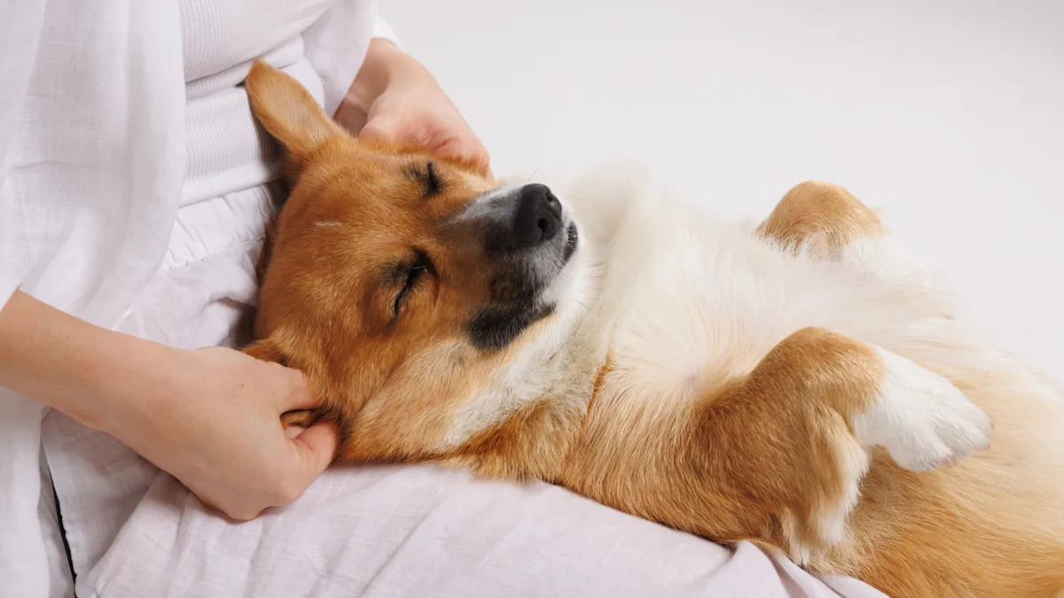 Transform Your Pup’s Relaxation: Discover This Must-Try Dog Massage Routine That Will Have You Booking a Spa Day! Transform Your Pup’s Relaxation: Discover This Must-Try Dog Massage Routine That Will Have You Booking a Spa Day!