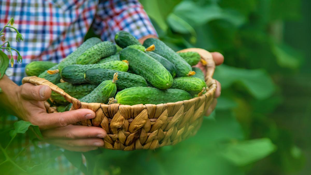 Growing Cucumbers in Pots: Your Ultimate Guide to Thriving Cucumbers Without a Big Garden Growing Cucumbers in Pots: Your Ultimate Guide to Thriving Cucumbers Without a Big Garden