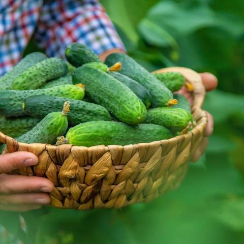 Growing Cucumbers in Pots: Your Ultimate Guide to Thriving Cucumbers Without a Big Garden Growing Cucumbers in Pots: Your Ultimate Guide to Thriving Cucumbers Without a Big Garden
