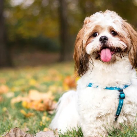Hilarious Shih Tzu Won’t Sleep Without Mom: A Heartwarming Bedtime Story! Hilarious Shih Tzu Won’t Sleep Without Mom: A Heartwarming Bedtime Story!