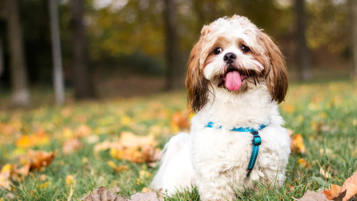 Hilarious Shih Tzu Won’t Sleep Without Mom: A Heartwarming Bedtime Story! Hilarious Shih Tzu Won’t Sleep Without Mom: A Heartwarming Bedtime Story!