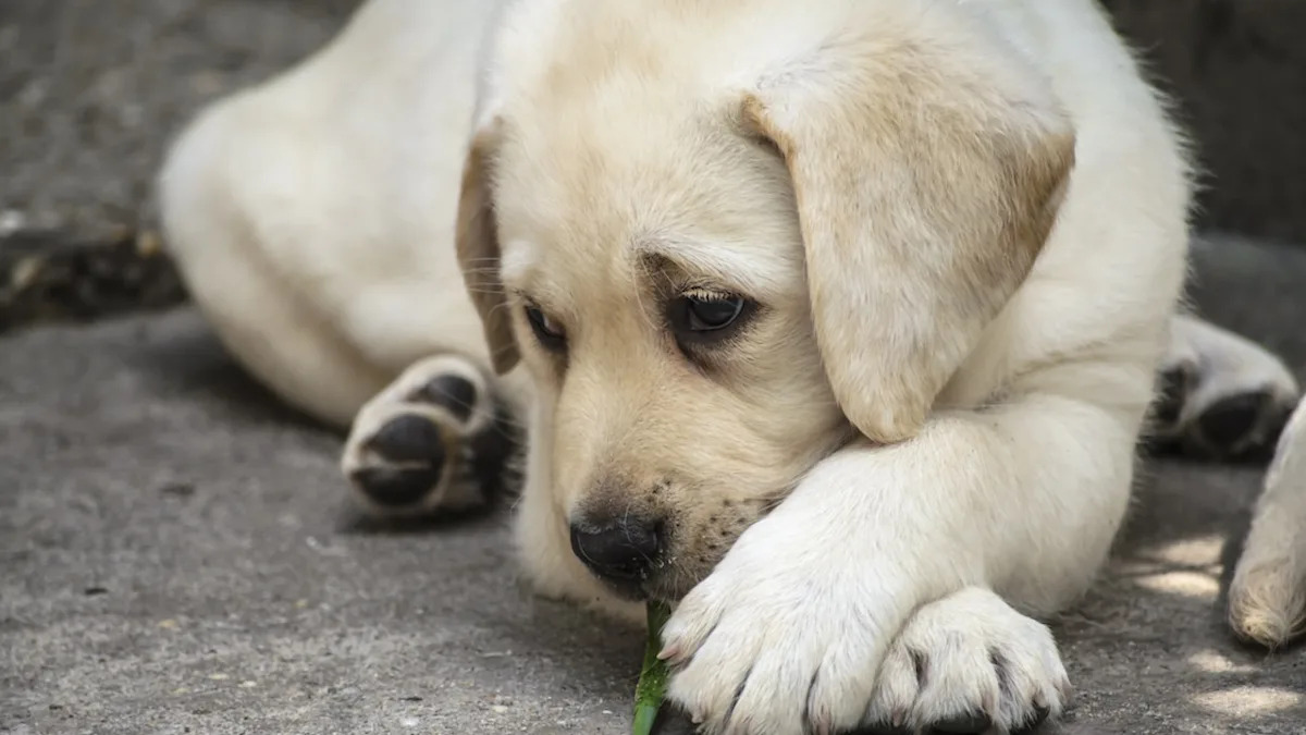 Stella the Adorable Labrador Retriever: Watch Her Play in a Colorful Pile of Leaves! Stella the Adorable Labrador Retriever: Watch Her Play in a Colorful Pile of Leaves!