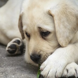 Stella the Adorable Labrador Retriever: Watch Her Play in a Colorful Pile of Leaves! Stella the Adorable Labrador Retriever: Watch Her Play in a Colorful Pile of Leaves!