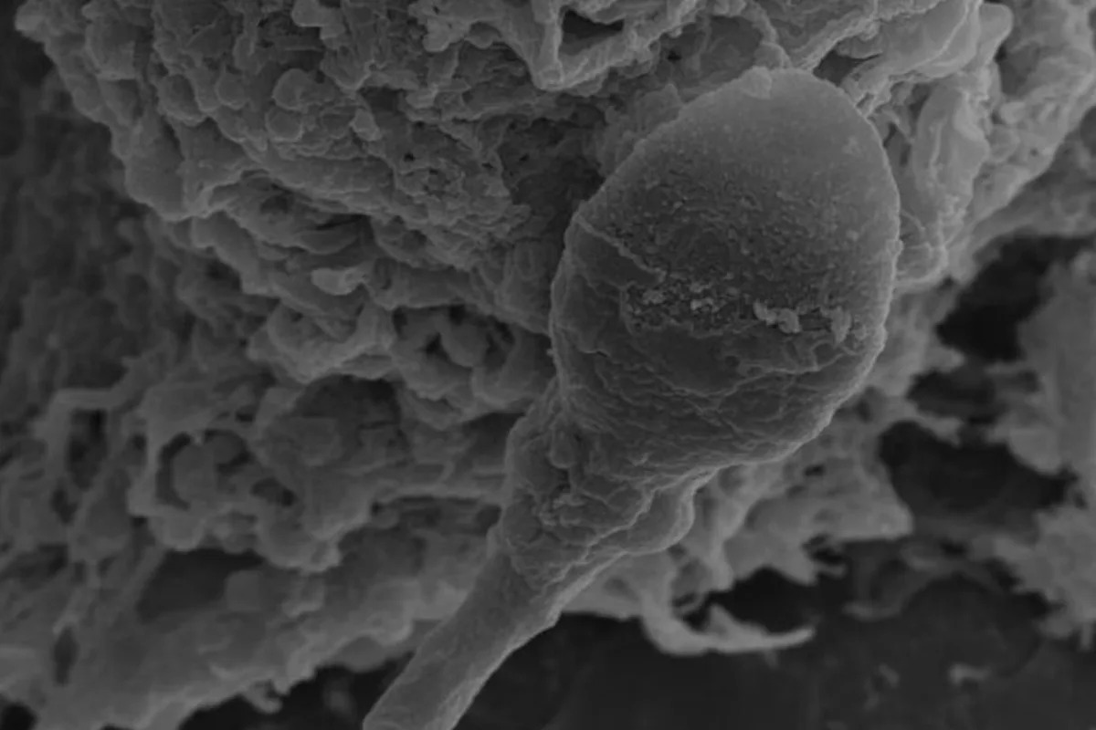 Exploring Space Reproduction: How Gravity Confusion Affects Sperm in Space – New Research Insights Exploring Space Reproduction: How Gravity Confusion Affects Sperm in Space – New Research Insights