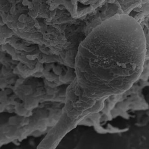 Exploring Space Reproduction: How Gravity Confusion Affects Sperm in Space – New Research Insights Exploring Space Reproduction: How Gravity Confusion Affects Sperm in Space – New Research Insights