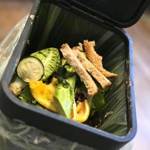 Why Your Council Advises Against Using New Food Bins for Now: What You Need to Know Why Your Council Advises Against Using New Food Bins for Now: What You Need to Know