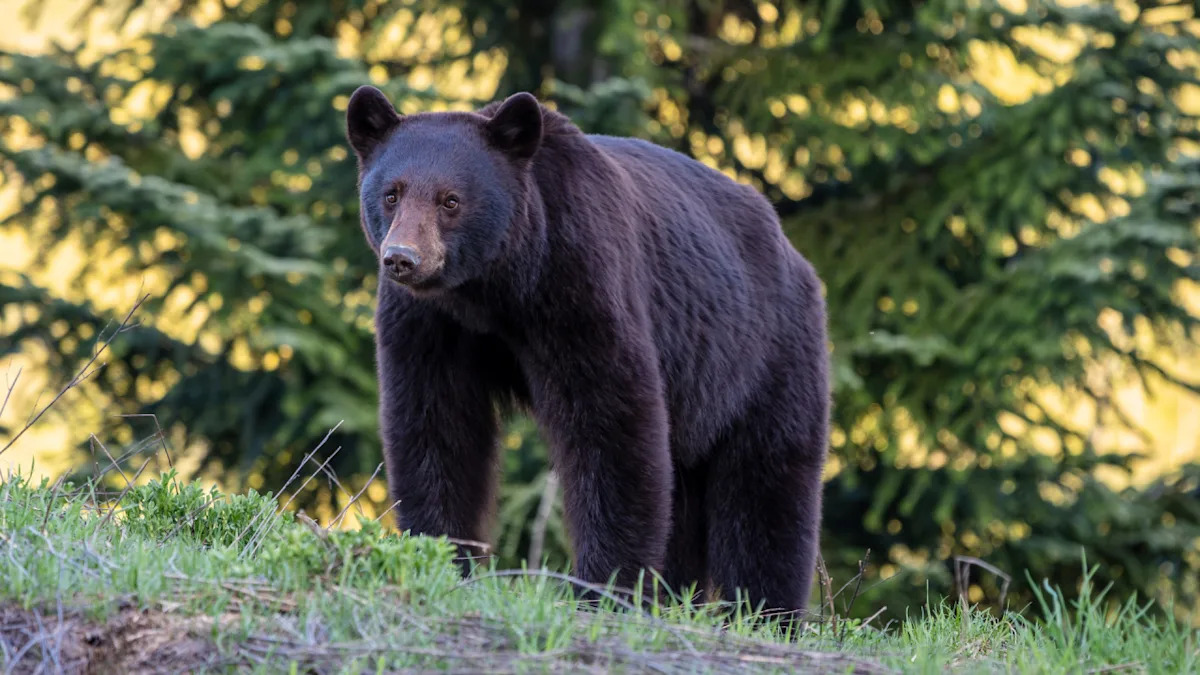 Unexpected Visitor: Bear Turns Woman’s Car into a Cozy Camping Spot! Unexpected Visitor: Bear Turns Woman’s Car into a Cozy Camping Spot!