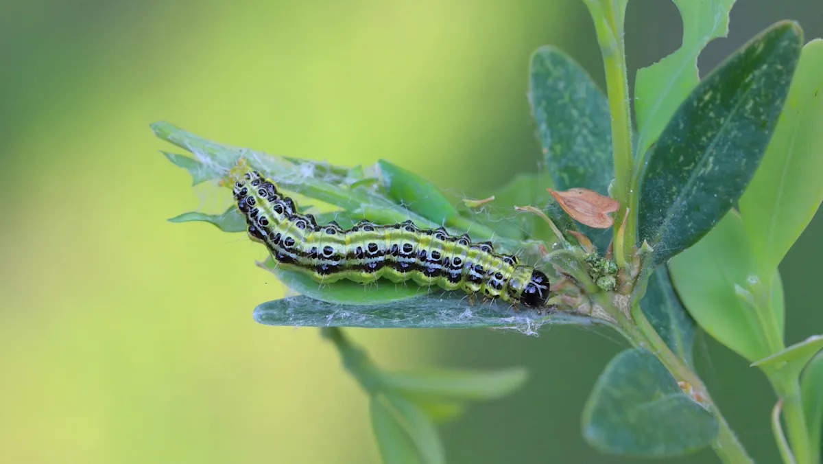 Protect Your Boxwood: Discover the Invasive Pests That Could Be Targeting Your Trees! Protect Your Boxwood: Discover the Invasive Pests That Could Be Targeting Your Trees!