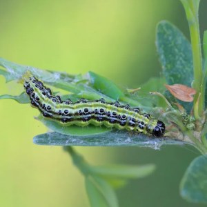 Protect Your Boxwood: Discover the Invasive Pests That Could Be Targeting Your Trees! Protect Your Boxwood: Discover the Invasive Pests That Could Be Targeting Your Trees!