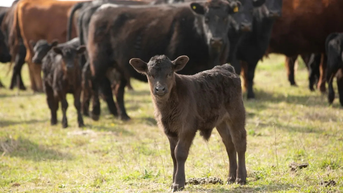 Meet the Adorable Newborn: Proud Mama Cow Shares Her Joy and Melts Hearts Everywhere! Meet the Adorable Newborn: Proud Mama Cow Shares Her Joy and Melts Hearts Everywhere!