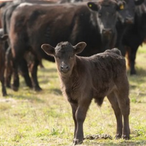 Meet the Adorable Newborn: Proud Mama Cow Shares Her Joy and Melts Hearts Everywhere! Meet the Adorable Newborn: Proud Mama Cow Shares Her Joy and Melts Hearts Everywhere!