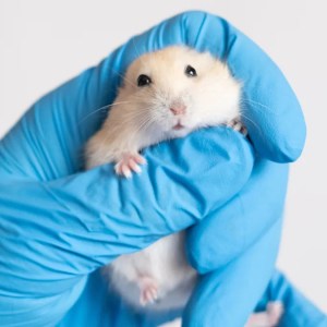 Watch as Veterinarians Use Comedic Positions for CT Scans That Will Leave You in Stitches! Watch as Veterinarians Use Comedic Positions for CT Scans That Will Leave You in Stitches!